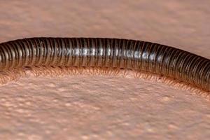 Brazilian Parajulid Millipede photo