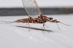 Brazilian Prong-gilled Mayfly photo