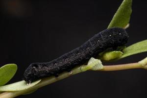 oruga comiendo una planta de verdolaga común foto