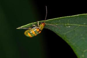 escarabajo verde adulto foto