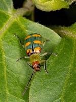Brazilian green Beetle photo