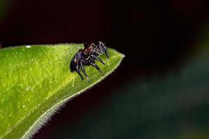 Small Jumping spider