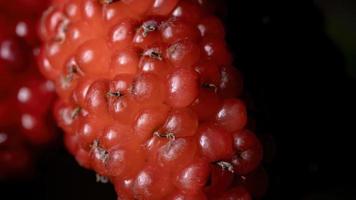 Mulberries plant in detail photo