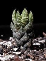 Succulent plant grown photo