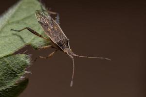 insecto adulto de la planta sin olor foto