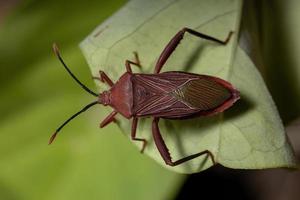 Adult Leaf-footed Bug photo