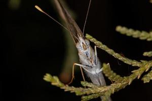 mariposa adulta de patas de cepillo
