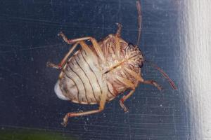 Adult Stink bug photo