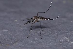 Adult Yellow Fever Mosquito