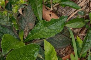 Elephant Foot Plant photo