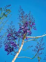 árbol de jacaranda azul foto