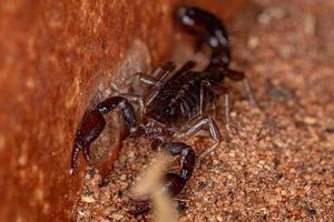 escorpión negro adulto foto