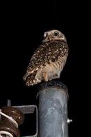 Adult Burrowing Owl photo