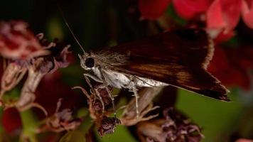 Graphic Owlet Moth in a flowering plant photo