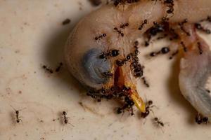 hormigas que se alimentan de un pájaro muerto foto
