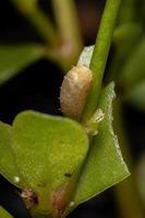 Hover Fly Pupa photo