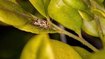 Small Plant Bug photo