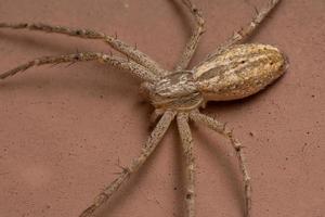 Running Crab Spider photo