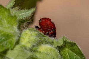 Adult Flea Beetle photo