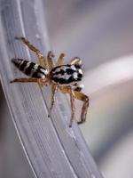 pequeña araña saltarina del género psecas foto