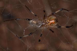 Female Adult Brown Widow photo