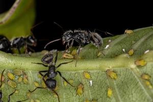 Hormigas carpinteras adultas interactuando con pulgones en una planta