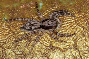 pequeña araña saltadora de pared gris macho foto