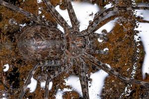 Female Adult Trechaleid Spider photo