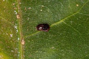 Small Typical Leafhopper Nymph photo