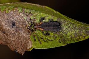 Adult Leaf Beetle photo