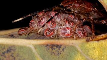 Brazilian Stink Bug photo