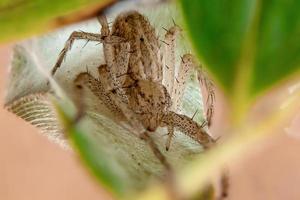 running crab spider photo