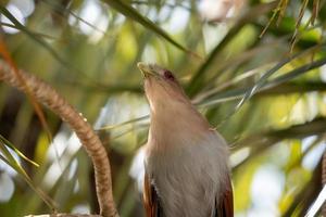 Brazilian Squirrel Cuckoo photo