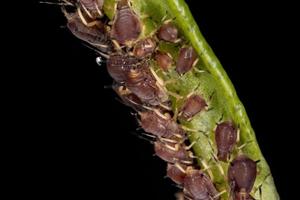 Small Brown Aphids photo