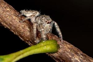 araña saltadora macho foto