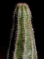 Small cultivated cactus photo