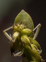 Leaf-footed Bug Nymph photo