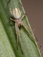 Grass Neoscona Spider photo