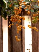 Skyflower Yellow Fruits photo