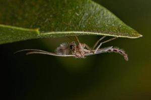 Adult Non-biting Midge photo