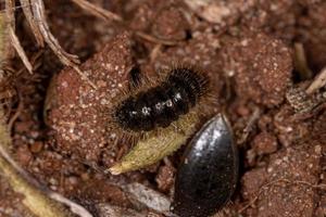 Long-jointed Beetle Larva photo