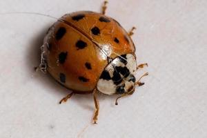 Asian Lady Beetle photo