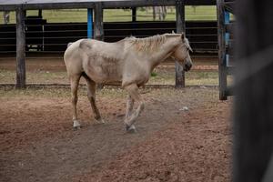 caballo en una granja brasileña foto