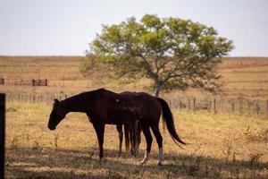 Horse resting in a pasture area photo