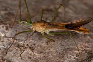 Adult Assassin Bug photo