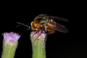 Adult Bee Fly photo