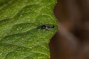 Adult Non-biting Midge photo