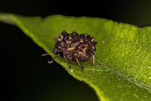 Adult Warty Leaf Beetle photo