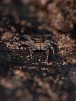 Gray Wall Jumping Spider photo