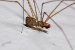 Adult Cellar Spider photo